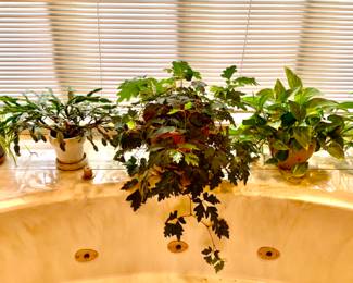 House Plants