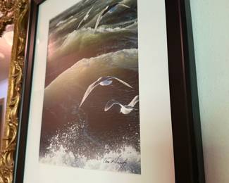 Framed & Matted Seagull Photography Print by Tom Hanify