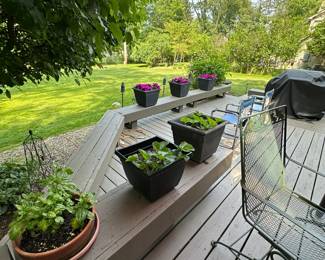 Plants and Planter