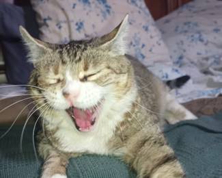 Sleepy cat. (Not for sale)
