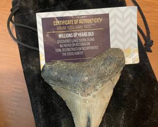 Shark tooth Fossil SOLD