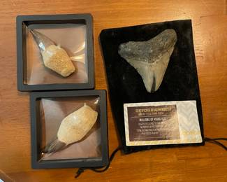 Fossils