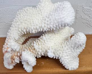 Cauliflower Coral