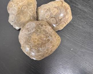 Fossilized Coral