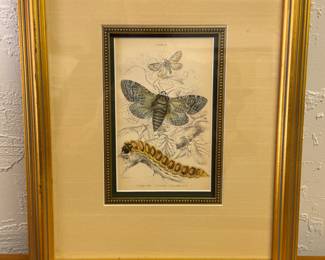 Moth caterpillar framed art