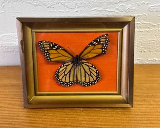 Framed Monarch Butterfly