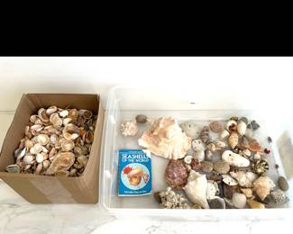 Lot 4476 Natural Curiosities Sea Shells Coral