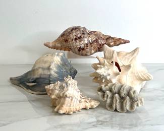 Lot 4345 Natural Curiosities Sea Shells Brain Coral