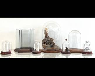 Lot 4247 Natural Curiosities GlassWood Display Domes