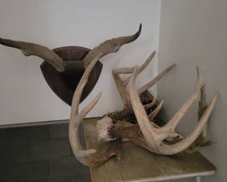 Lots of horns