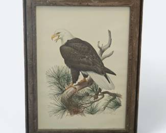 Bald Eagle Fine Art by Roger Tory