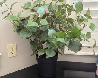 Indoor Plants
