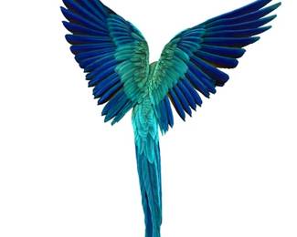 "Blue Macaw", Archival Pigment Print by Andrew Zuckerman, 2004, framed, 32"X40"