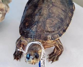 TAXIDERMY TURTLE