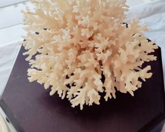 LARGE PIECE CORAL