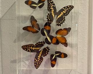 ACRYLIC BUTTERFLY SHADOWBOX