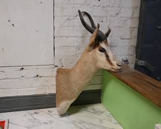 Pronghorn Antelope Neck Mount