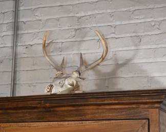 Vintage Whitetail Deer Skull with Antlers