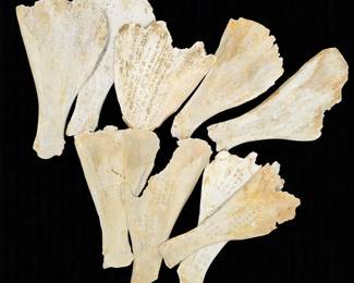 Grouping Of Cow Or Deer Bones Carved W/ Chinese Logogram, 9 Pieces
