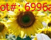6996a result