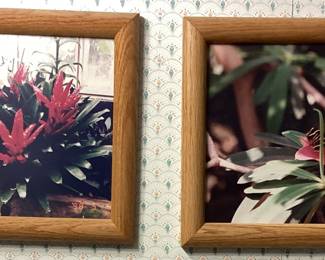 Wall Art Succlent Florals