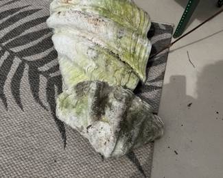 Large Clam Shells
