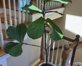 Potted Fiddle Leaf Fig