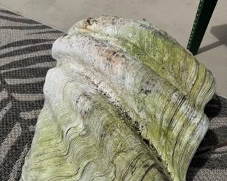 Large Clam Shell