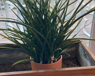 Potted Sansevieria Fernwood