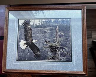 Framed & Matted Bald Eagle and Nest Photography Print By James T. Jones