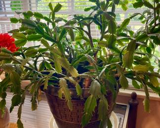Holiday Cactus (1 of 2)