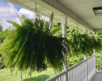 Hanging Fern Baskets