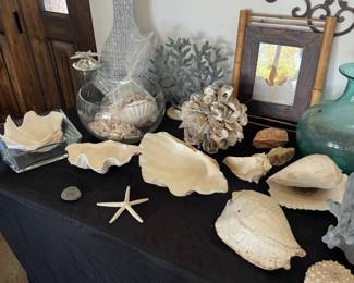 seashells, coral, starfish, and more