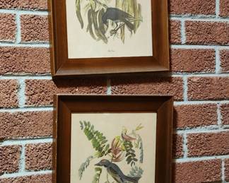 Bird Prints