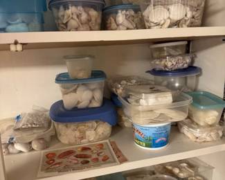 Seashells!!