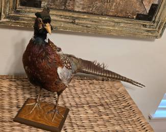 pheasant taxidermy
