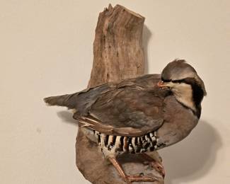 Red-legged partridge taxidermy
