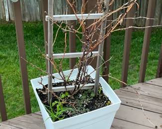Outdoor Planter W/ Real Plant