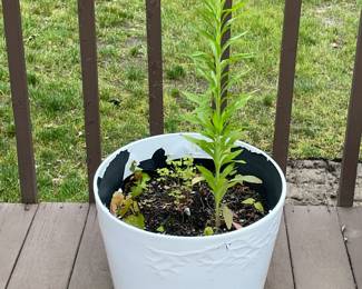 Outdoor Planter W/ Real Plant