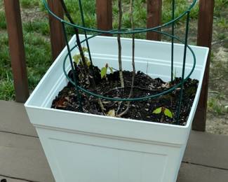 Outdoor Planter W/ Real Plant