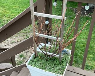 Outdoor Planter W/ Real Plant