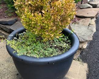 Outdoor Planter W/ Real Plant