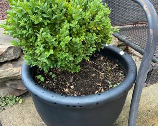 Outdoor Planter W/ Real Plant