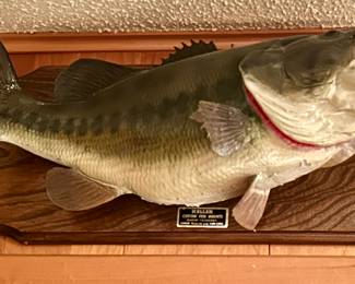 KELLER Custom fish Mounts, taxidermy in great condition.