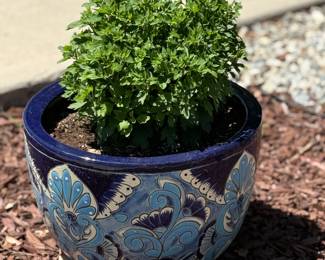 mature shrub