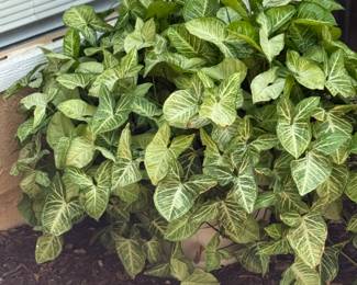 mature plants