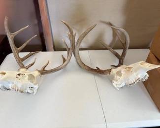 DEER HORNS SKULLS