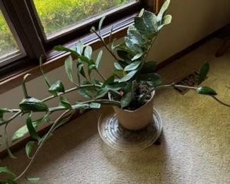 Rubber Plant