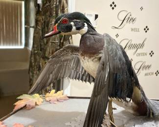 taxidermy duck