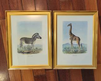 Zebra and Giraffe Framed Art Prints
